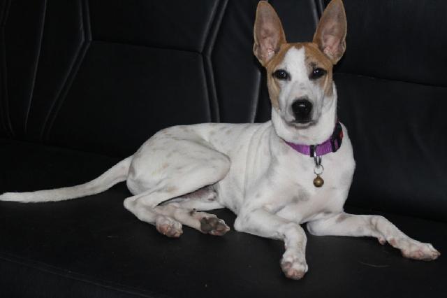 dog care home near me