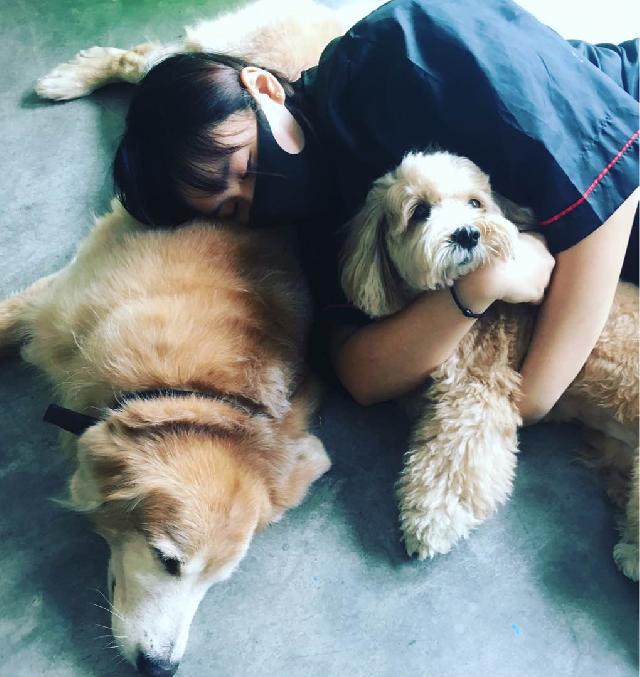 damansara perdana Best Dog Grooming Petaling Jaya PetBacker