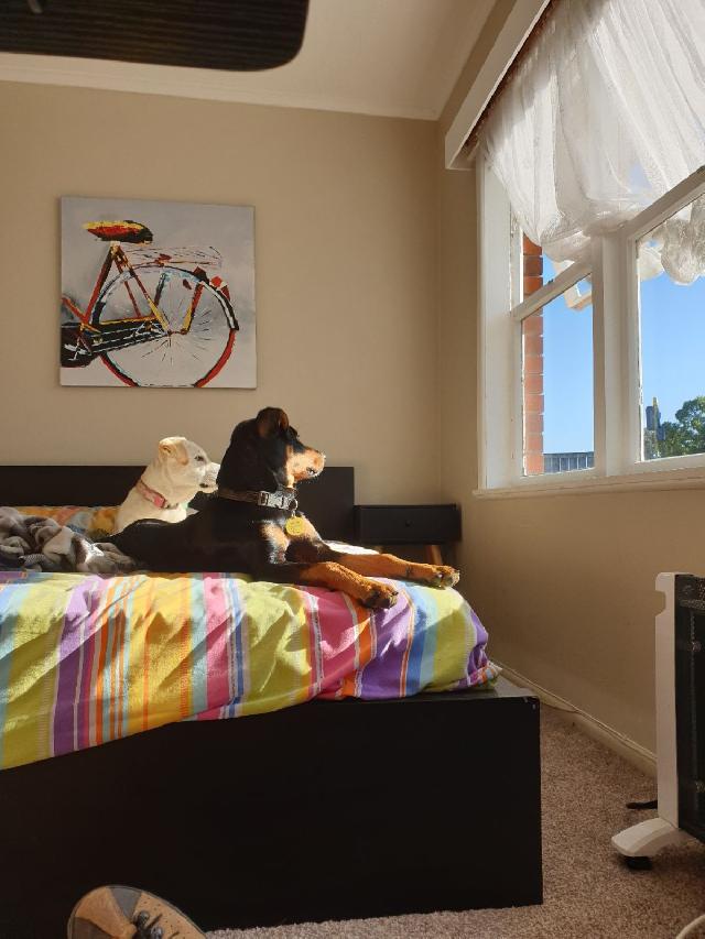 Dog Hotel Home Pet Boarding in auckland, Auckland Its All About DOGS