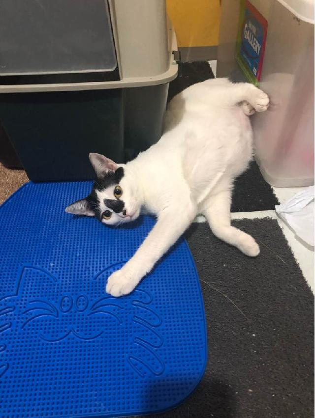 overnight cat boarding near me