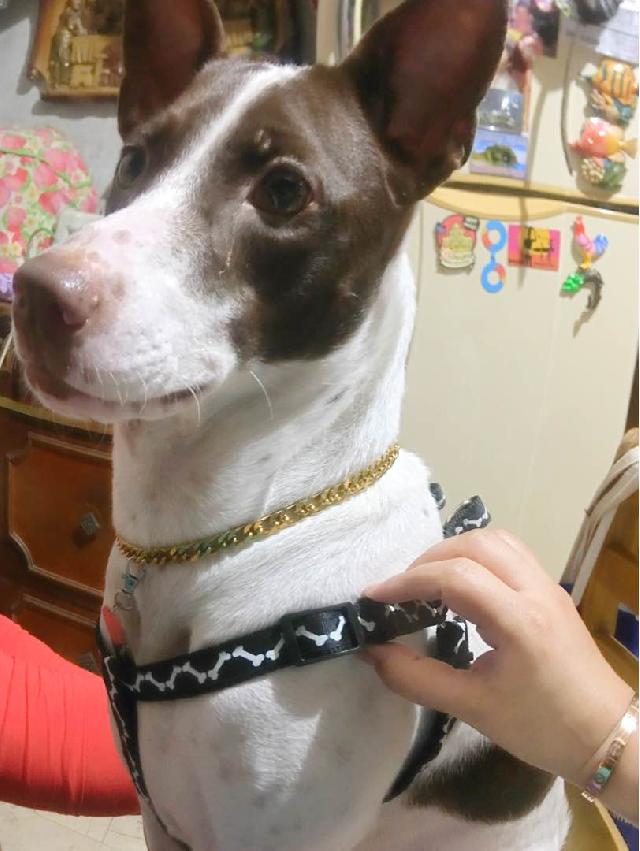 Pet Daycare in West Ave.,QuezonCity, Quezon City GirlNextDoor Pet