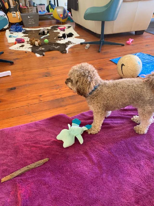 Pet Boarding in Ne*****astle , Mayfield Pet Mate Boarding PetBacker