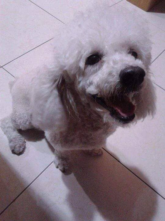 Taman Pusat Bercham Ipoh Steed S Delivery Petbacker Perak