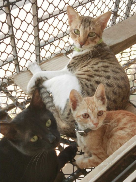 Cat Daycare in cat hostel/foster, Mumbai Cats Of Borivali