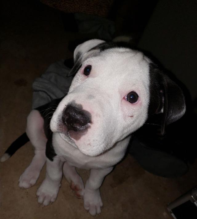 Pet Sitter in , Colorado Springs Pet Sitting PetBacker Colorado