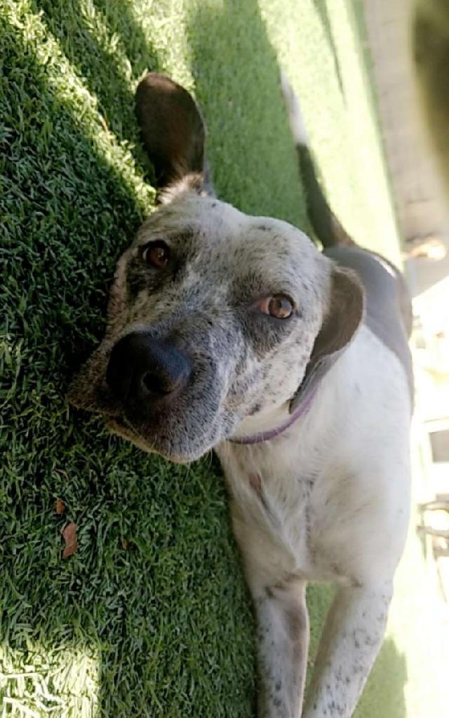 Pet Boarding in West San Pedro Stree, Gilbert Haleys Home Away From