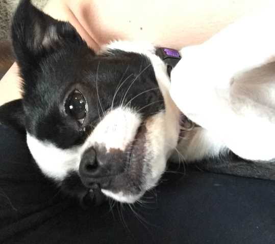 boarding for small animals near me