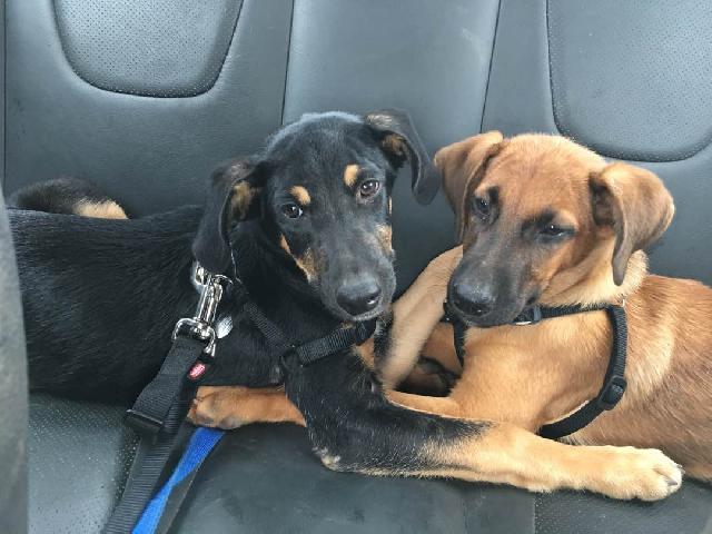 lucy's doggy daycare boarding