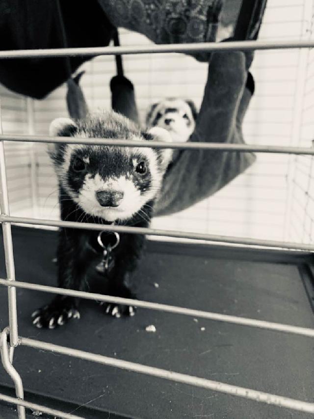 Pet Boarding in North Center, North Center North Center Venus