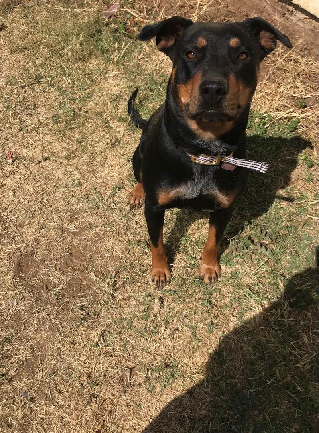 Riverside Dog Boarding