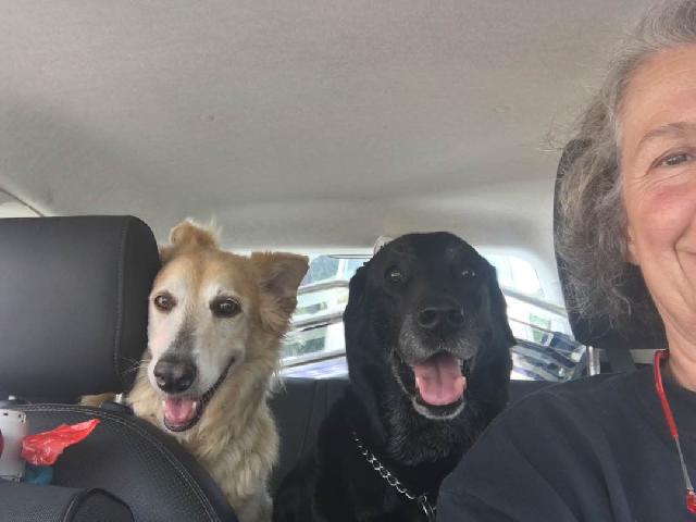 lucy's doggy daycare boarding