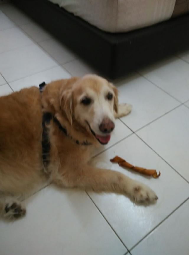 Dog, Cat Hotel Home Pet Boarding in Jalan BK 5b1c, Puchong Kinrara