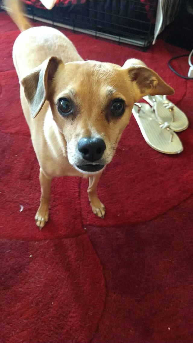 waggin tails dog boarding