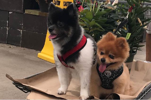 short breaks with dogs