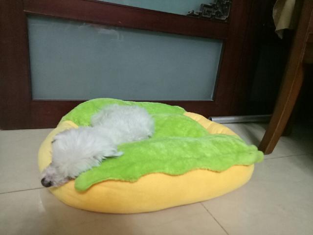 top rated pet boarding near me