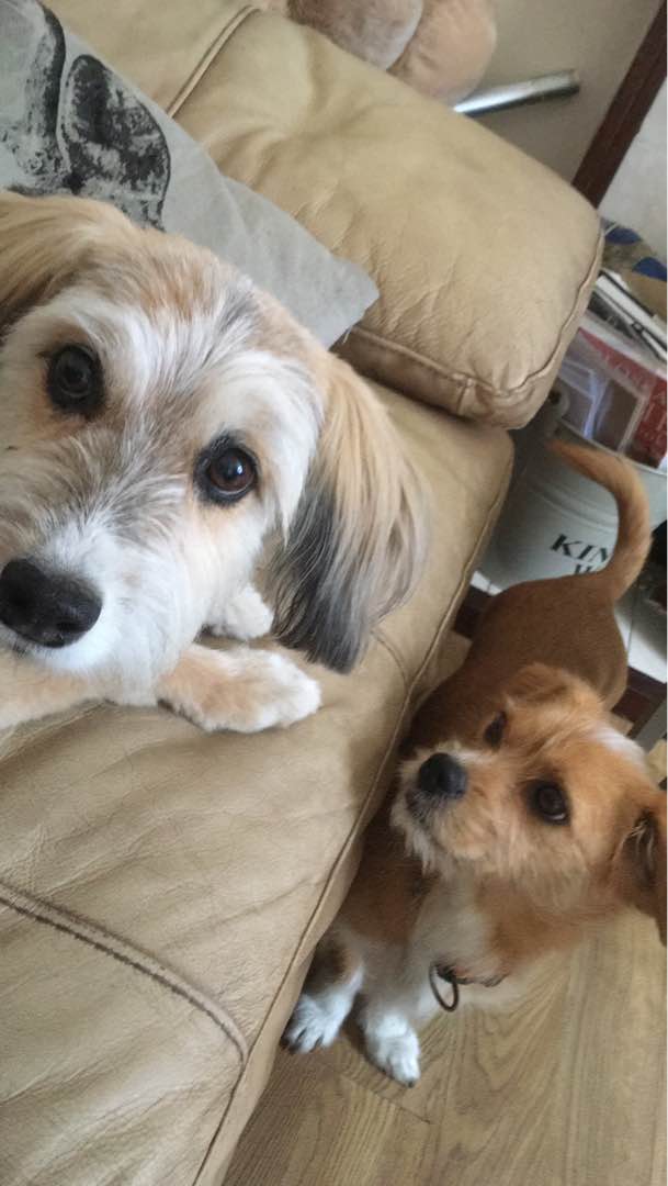 Dog Boarding in Liverpool, Falkirk Safe & Happy With Us PetBacker