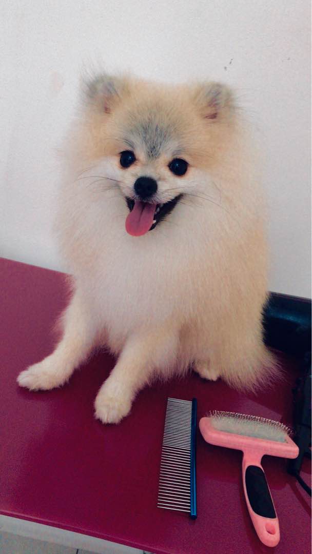 Puchong Best Pet Hotel Home Boarding Puchong PetBacker Sushi’s