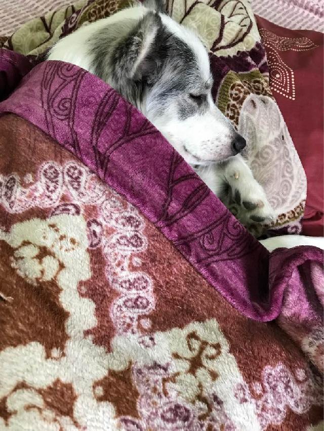 Dog Walking in Coimbatore , Coimbatore Paw Walk PetBacker Tamil Nadu