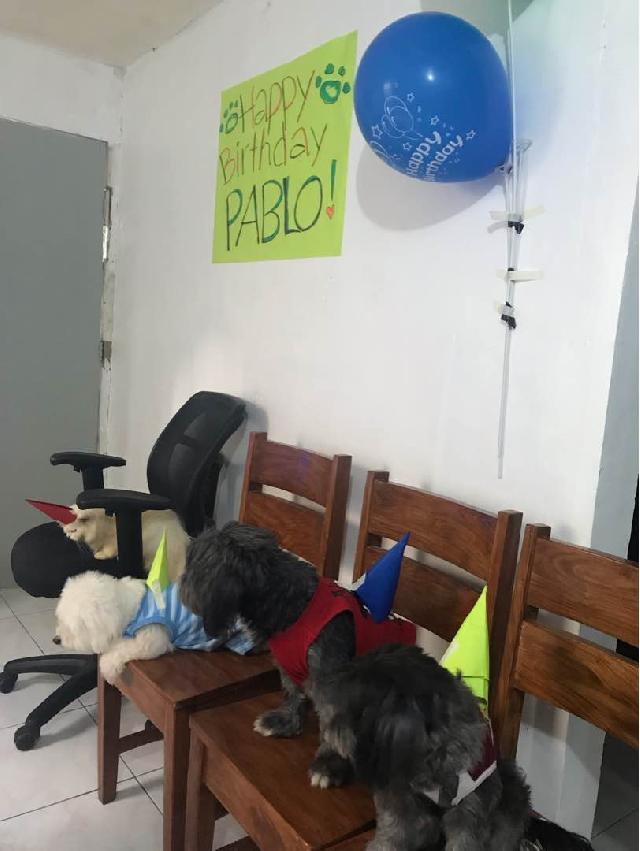 Pet Sitter in deca homes cabantian, Davao City Pablo’s Crib Hang Out