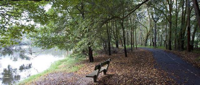 Dog Walking in Torquay, Grovedale Geelong Lizzie's Running And