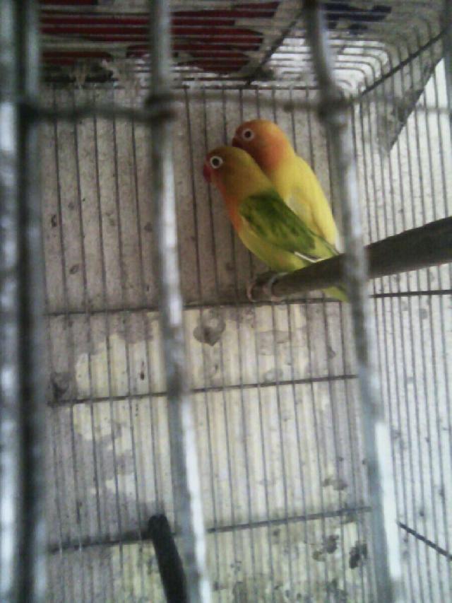 Pet Hotel Home Pet Boarding in Quezon city/manila, Caloocan Maharot