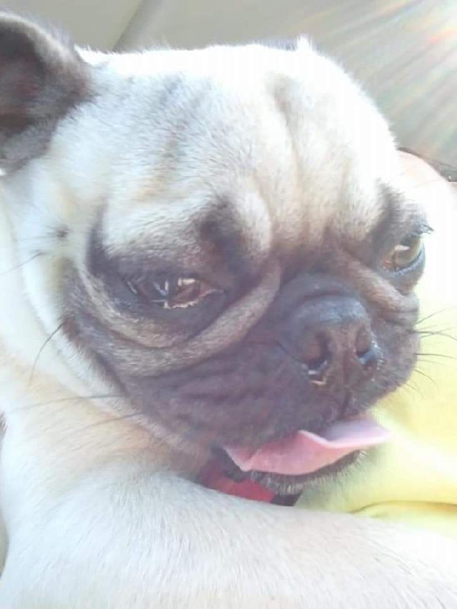 water walks for dogs near me