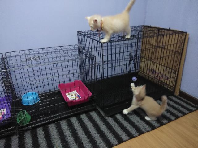 Kitten Cat Crating Kitten At Night Kitten Kenneling Cats At Night