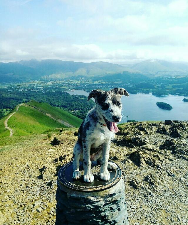 Dog Walking in Keswick, Keswick CA12 Keswick Dog Walking PetBacker