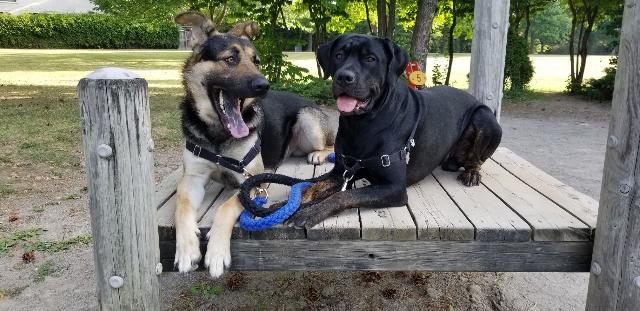 cat boarding north york