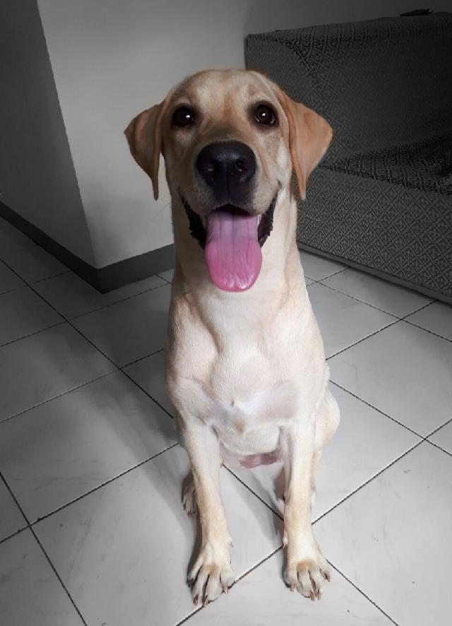 Pet Hotel Home Pet Boarding in Pasig City, Pasig Paprika Boarding