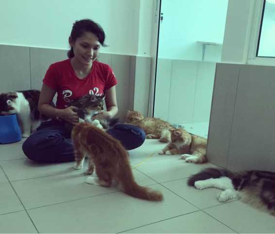Pet Hotel Home Pet Boarding In Pandan Indah Ampang Yukie Cat Spa Malay Petbacker Selangor
