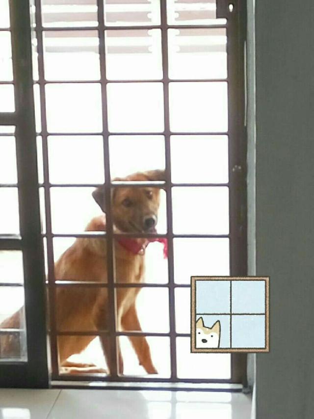 pet boarding house near me