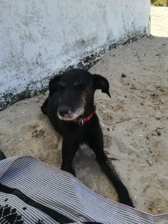 Mascota Taxi de mascotas, Recogida en Balenyà, seva, Sant Miquel