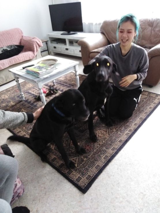 dog and cat hotel near me