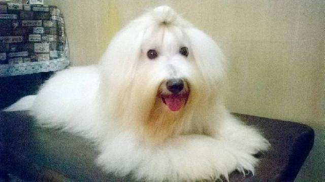 dog kennels overnight boarding near me