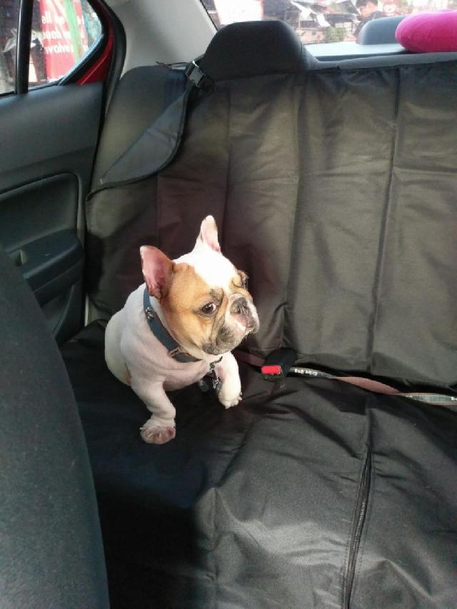 Pet Taxi Transport in Makati and Taguig, Makati Mimo's Pet