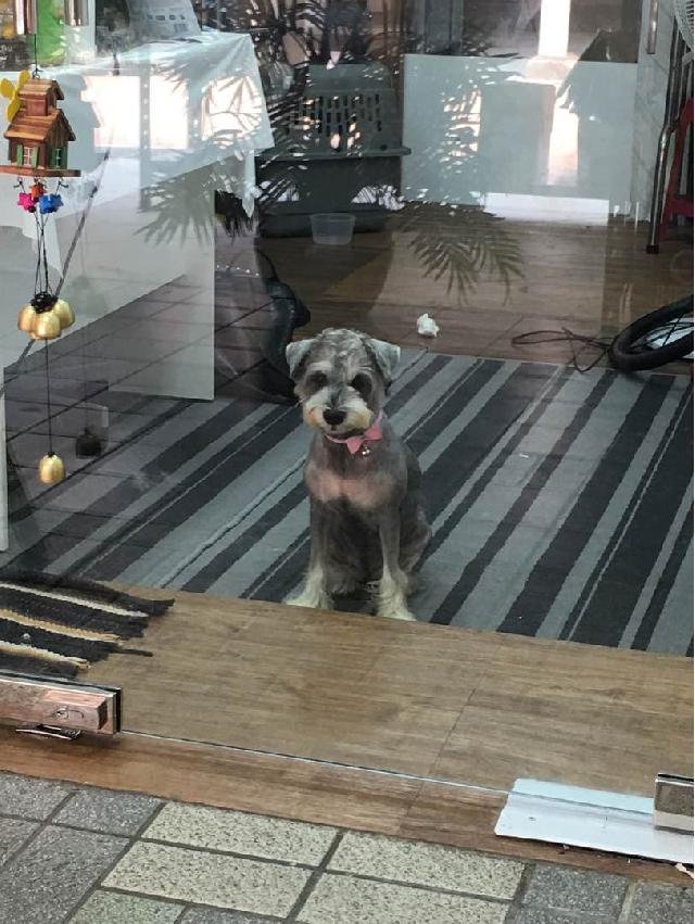 Pet Hotel Home Pet Boarding in Yishun Avenue 11, Yishun Pets Town