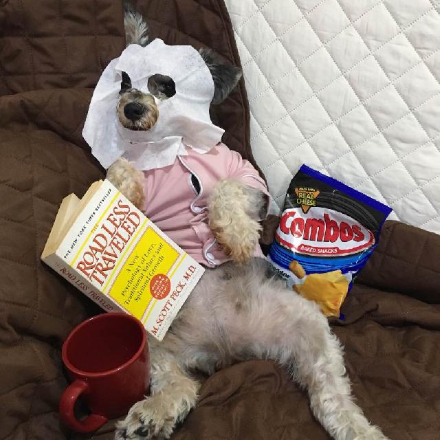 Pet Grooming in Sta Lucia, Makati Paula’s Pet Spa PetBacker Metro