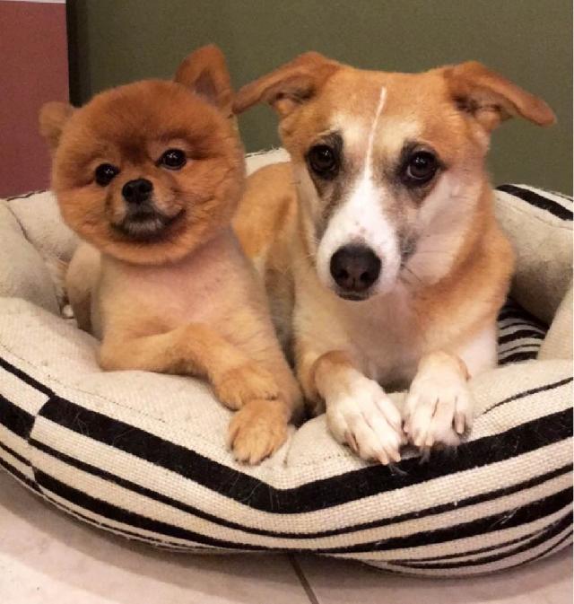 Pet Hotel Home Pet Boarding in Abu Dhabi El Reef, Abu Dhabi Reliable