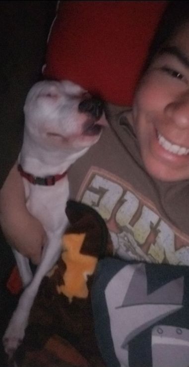 dog boarding home from home near me