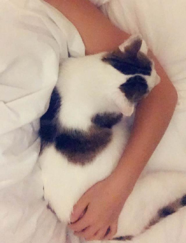 chat savigny sur orge
