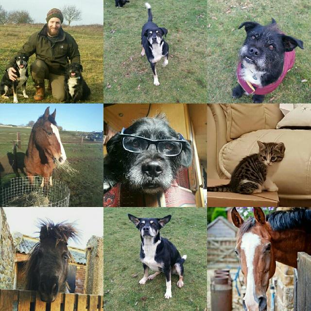 Dog Walking in Northamptonshire, Northamptonshire Hooves & Hounds