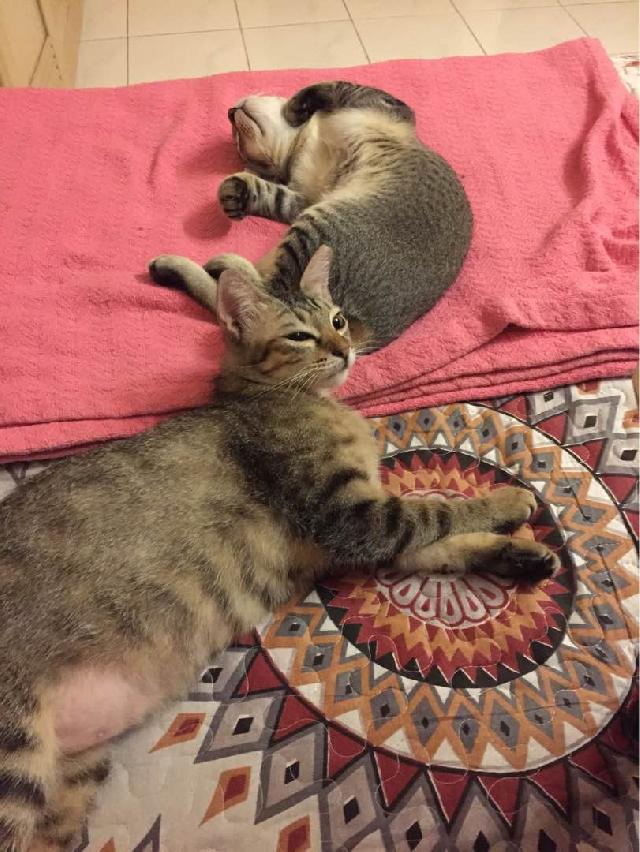 kitty daycare near me