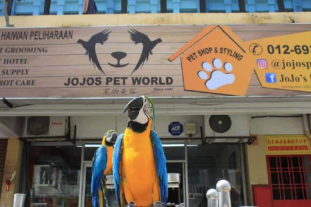 Pet Hotel Home Pet Boarding in Sri rampai KL Jojo's Pet World