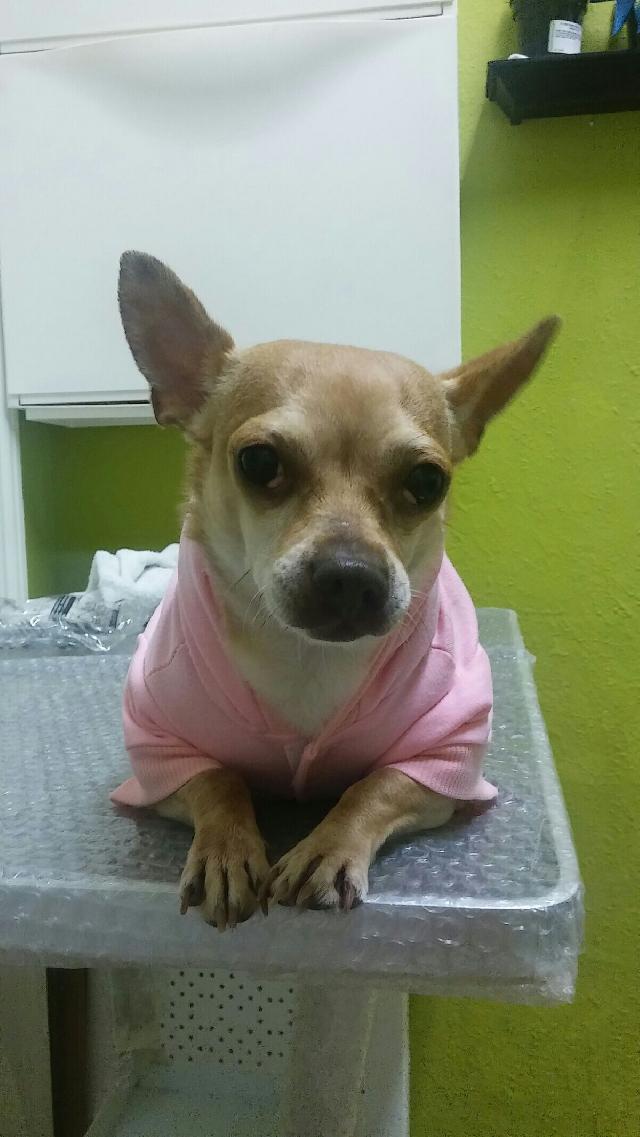 pampered paws mobile pet grooming