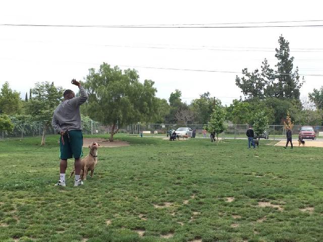 dog overnight stay near me