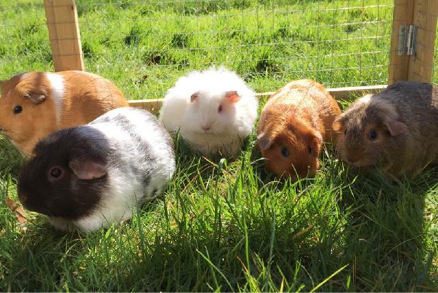 Pet Daycare By Pet Sitters At Cawood Crescent Tadcaster Ls24