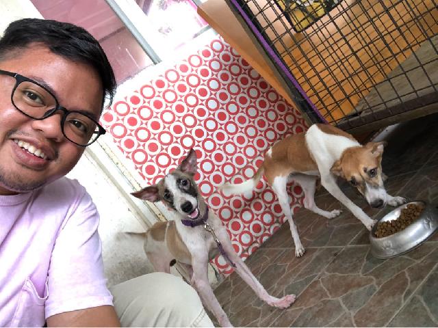 Philippine Animal Welfare Society Foster Dog Near Me Short Term