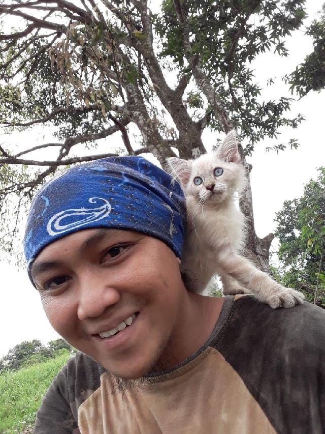 Cat Hotel Home Pet Boarding in kuching & samarahan, Kota Samarahan