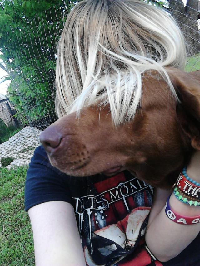 Pet Grooming by Home Pet Groomers at 1623 Andrews Drive, Wichita Falls, Texas Wichita Falls